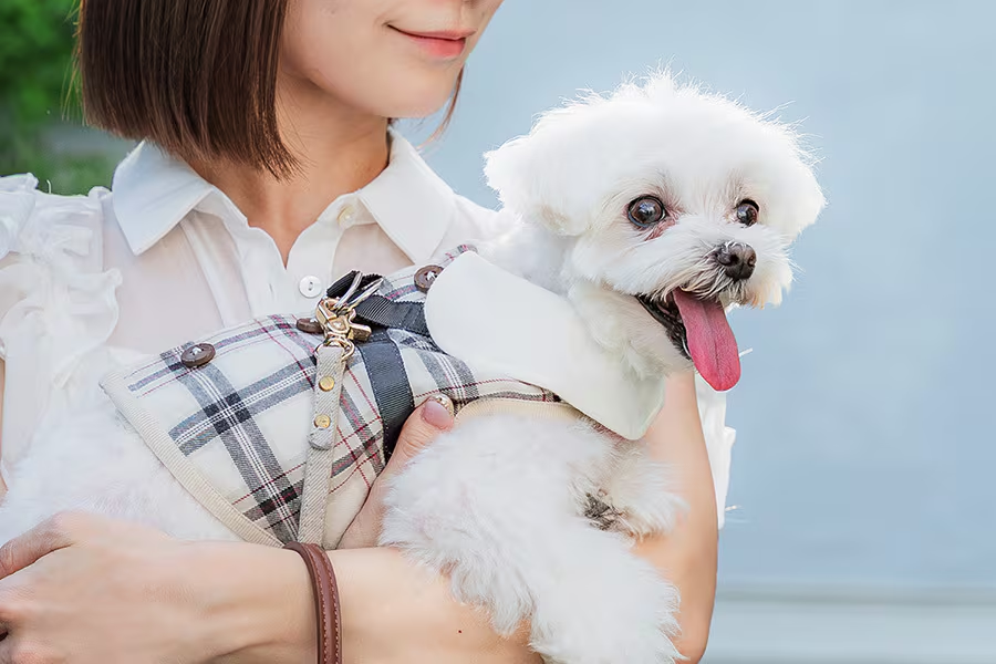 ハーネスブランドLOULOU