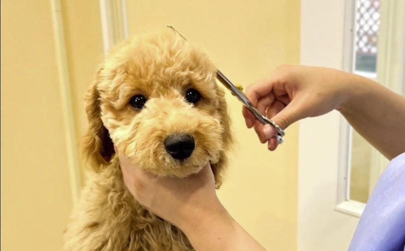 世田谷トリミングサロン